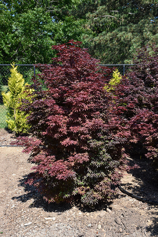 Twombly’s Red Sentinel Maple (ACER PA. TWOMBLYS RED SENTINEL) - 3 gallon 30"