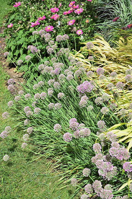 Medusa Flowering Onion (ALLIUM MEDUSA) - 1 gallon