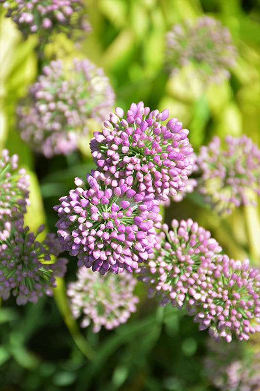 Medusa Flowering Onion (ALLIUM MEDUSA) - 1 gallon