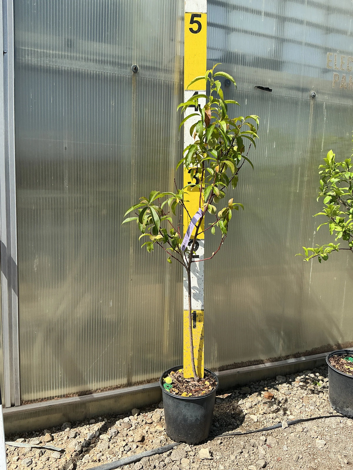 Country Sweet Peach (Prunus persica &