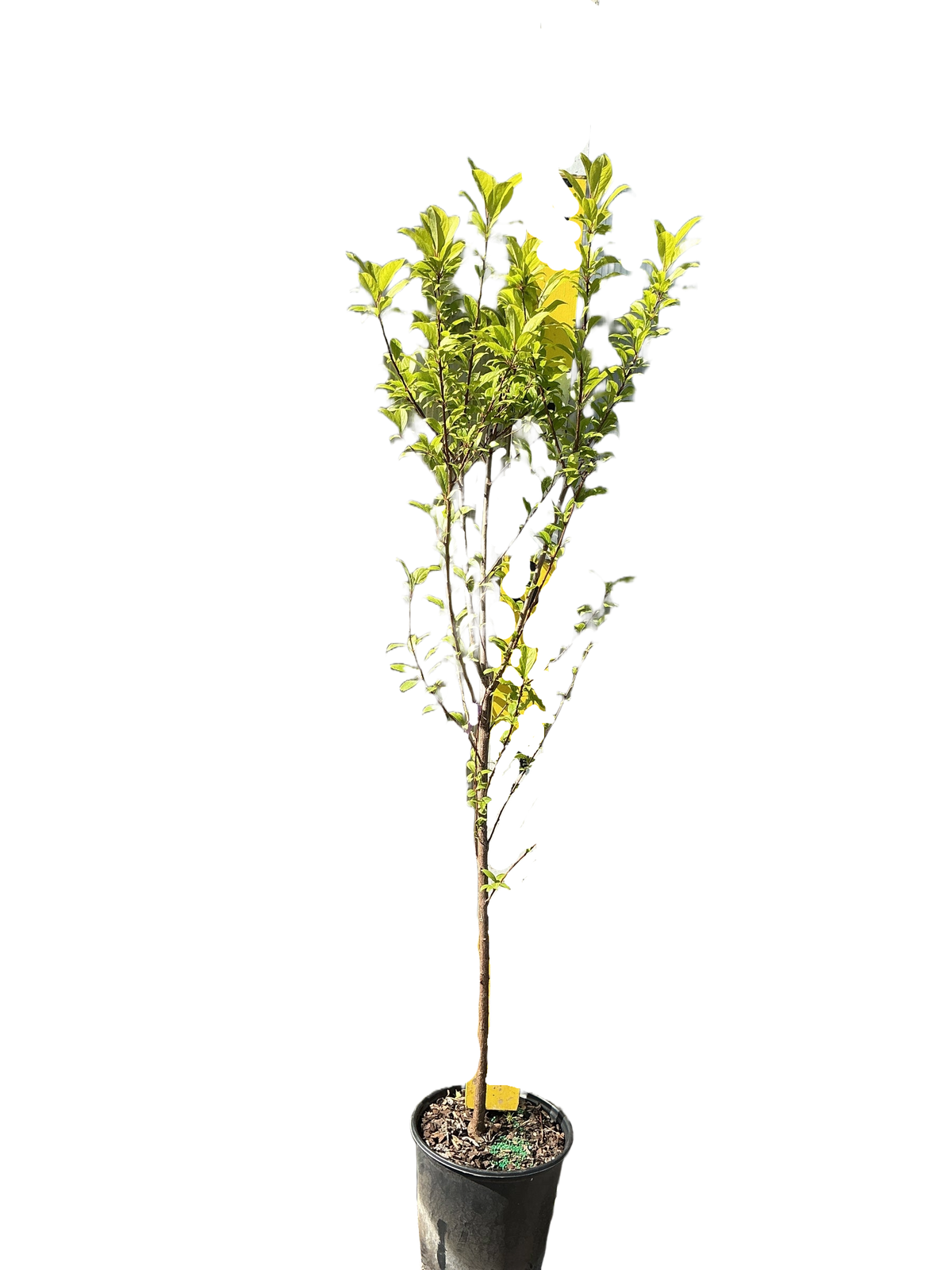 Au Rosa Plum Tree (PRUNUS FRUIT-S. AU ROSA) - 3 gallon 36" TREE