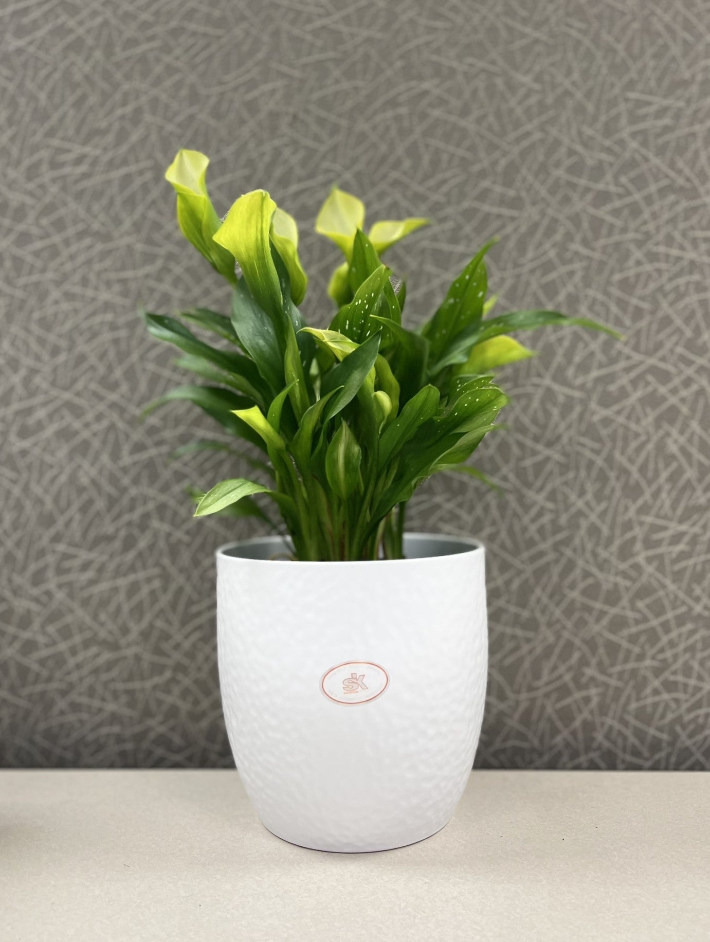 6.3" White Ceramic Boston Pot