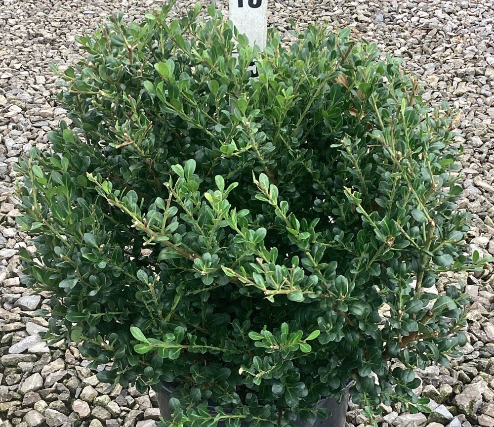 ILEX C. &