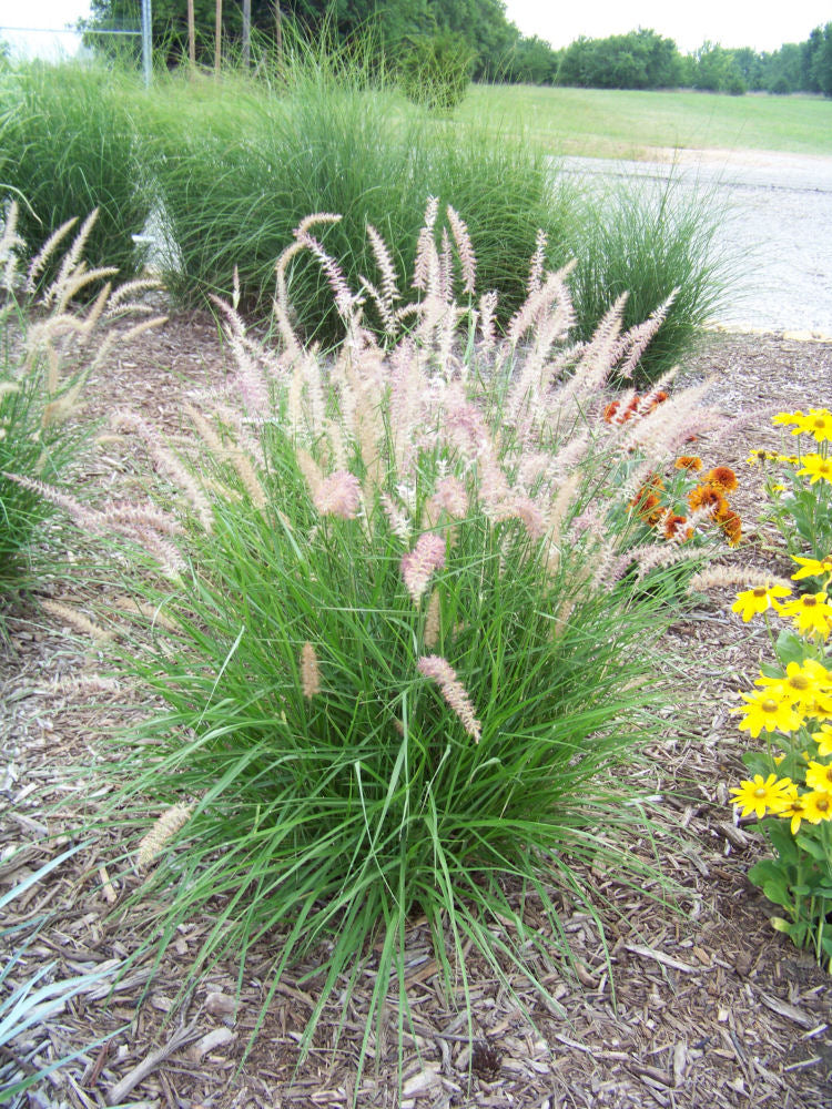 GRASS - PE. OR. &