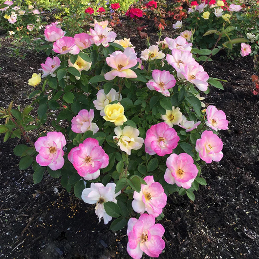 ROSE PEACH LEMONADE G2  BE