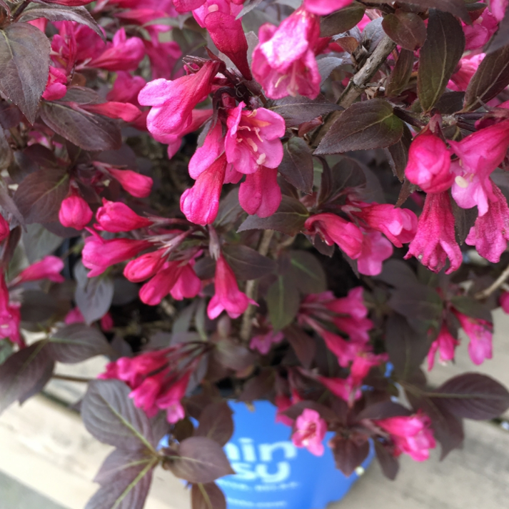 WEIGELA STUNNER G3 15" BE