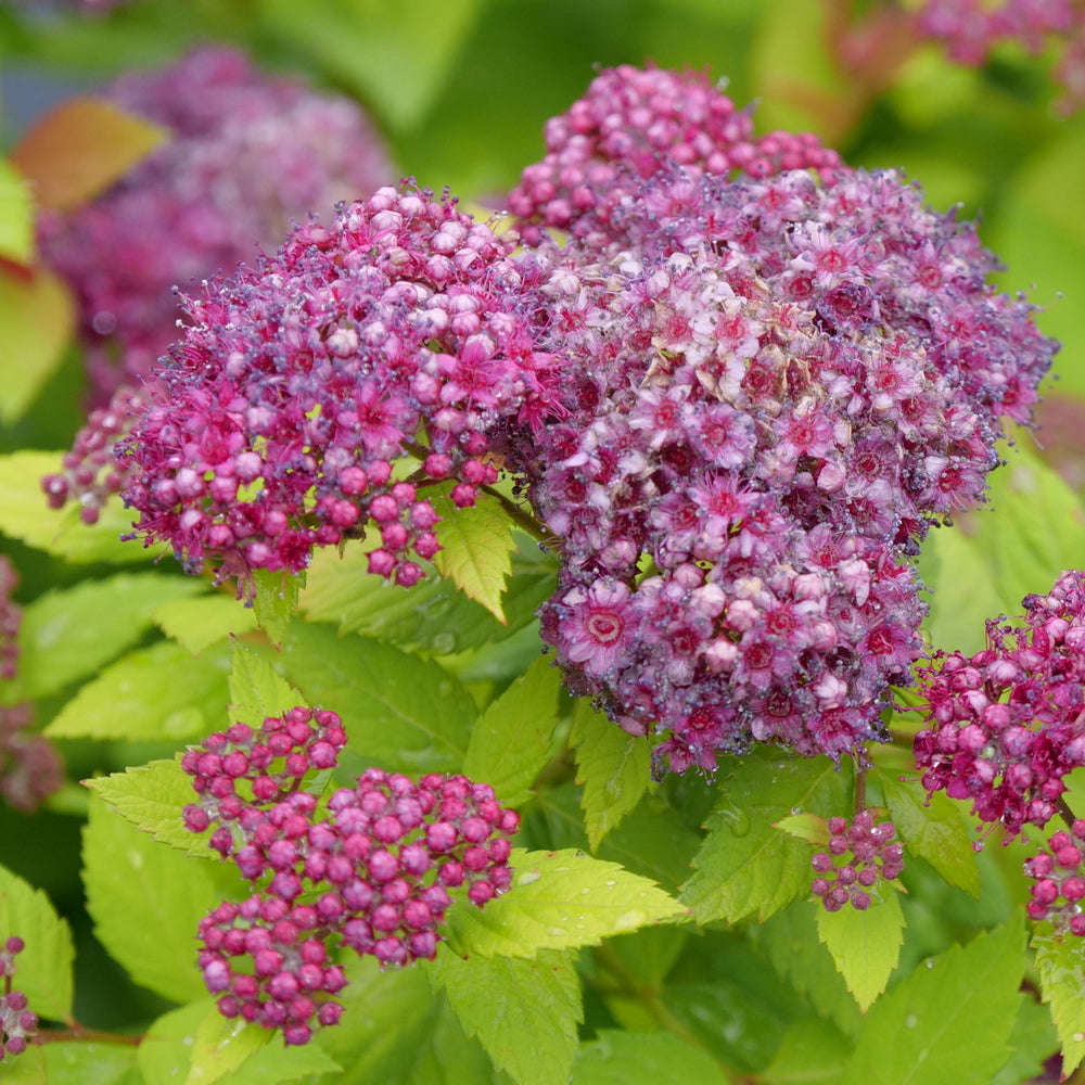 SPIRAEA JAP. &