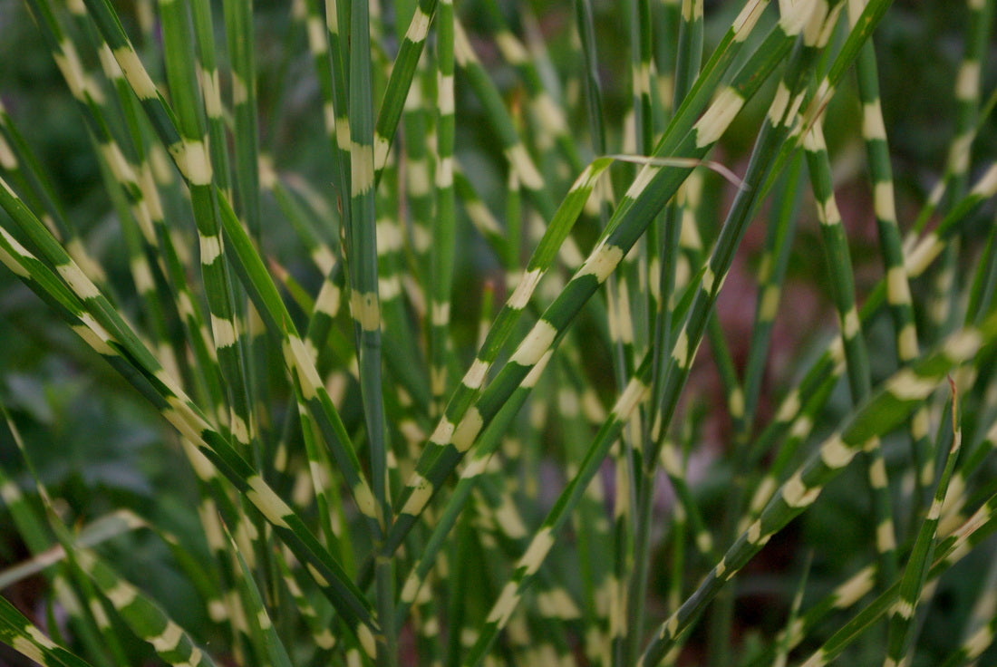 GRASS - M. S. &