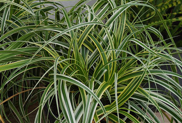 GRASS - CAREX &
