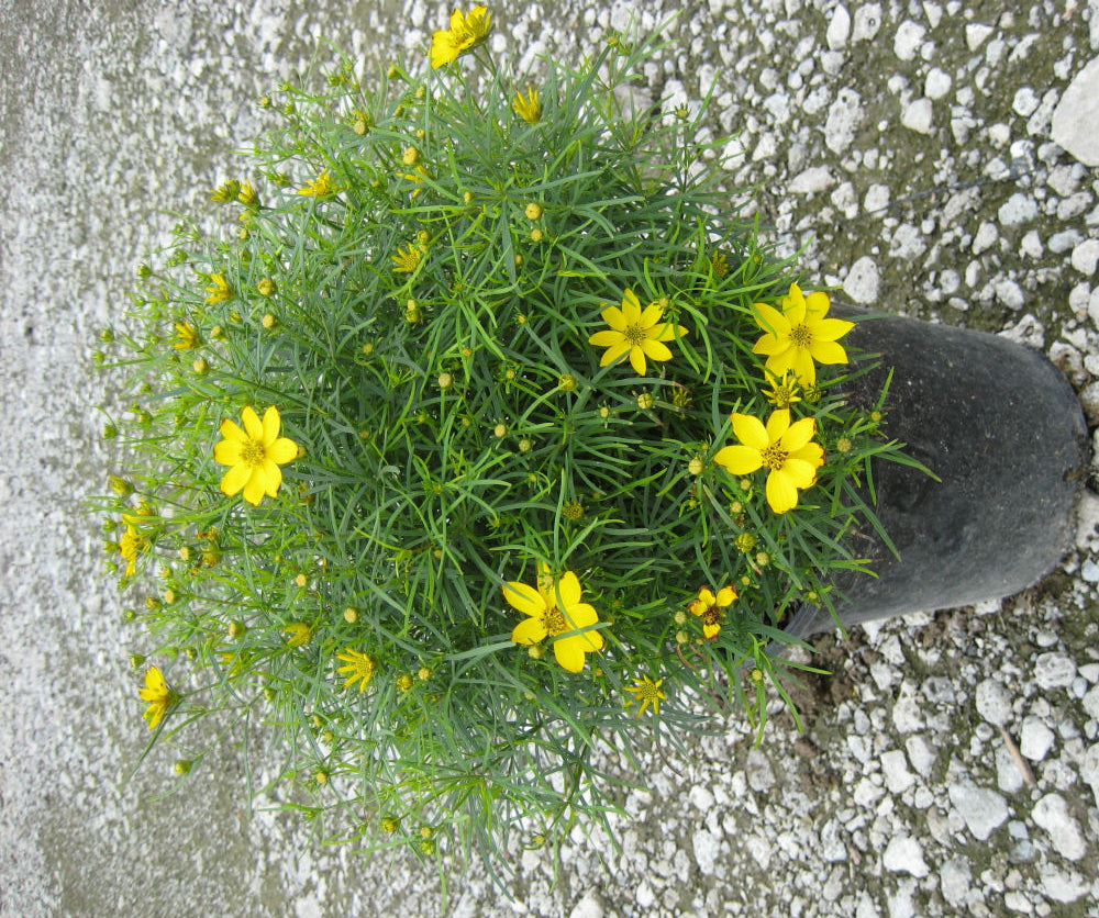 COREOPSIS VERT. &