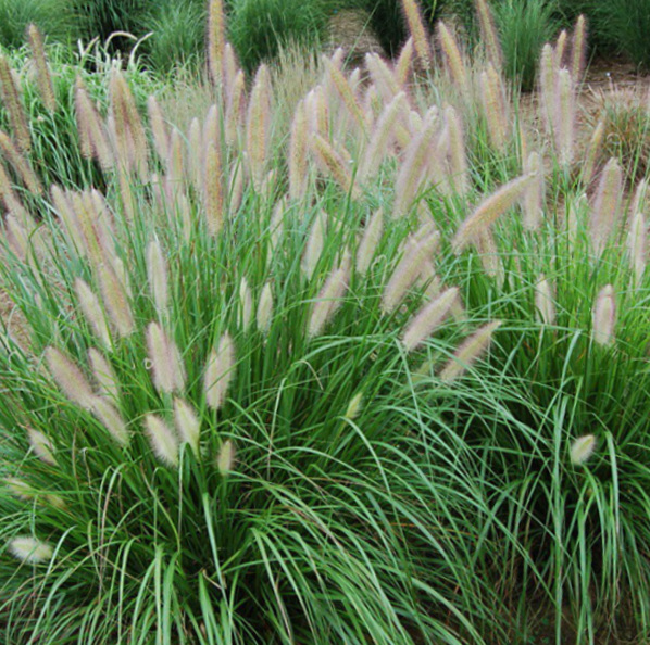 GRASS - PE. AL. &