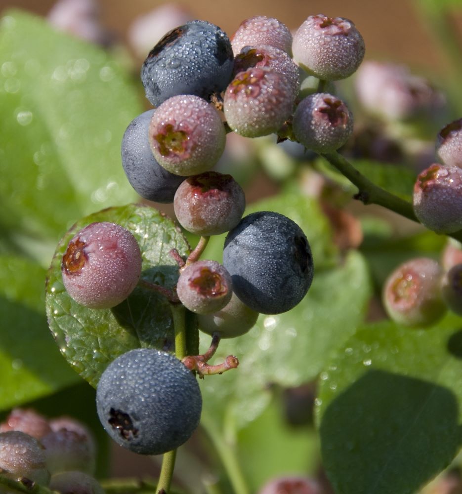 VACCINIUM &