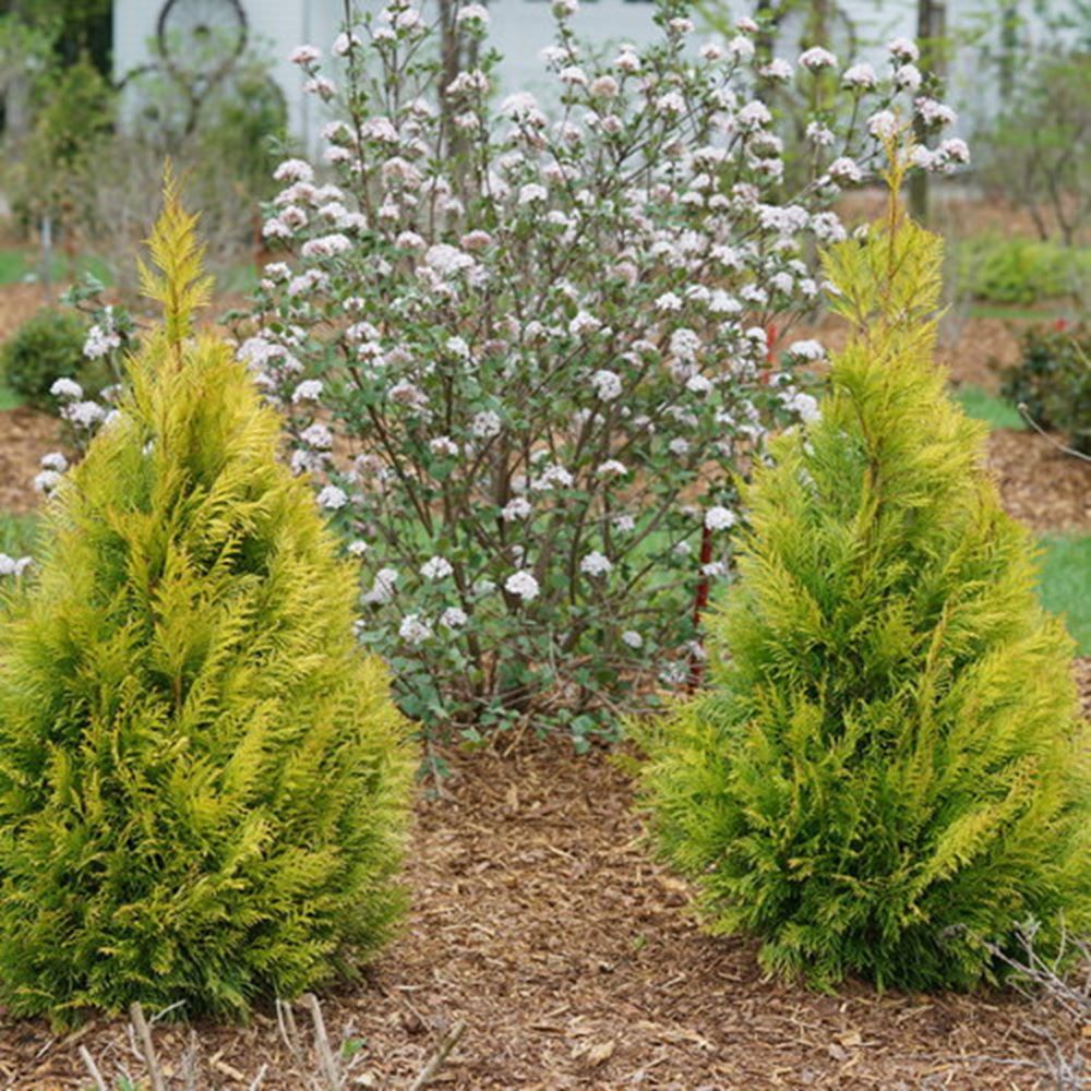 THUJA PLICATA FLUFFY® G3 PW