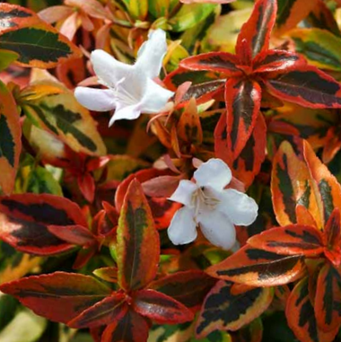 ABELIA &