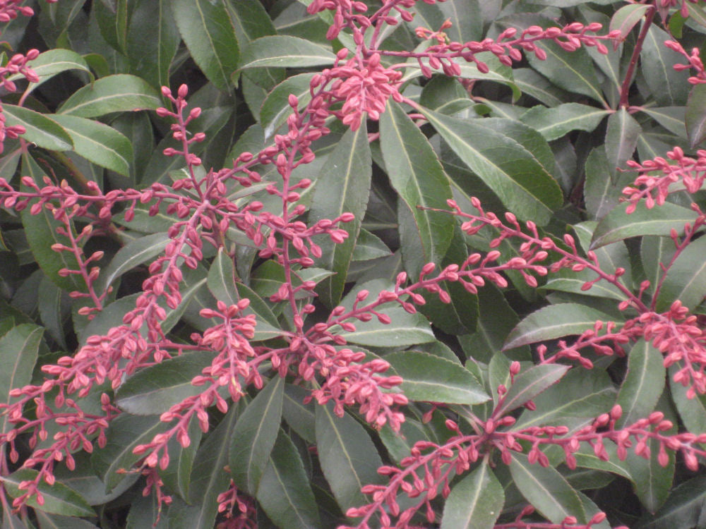 PIERIS JAP. &