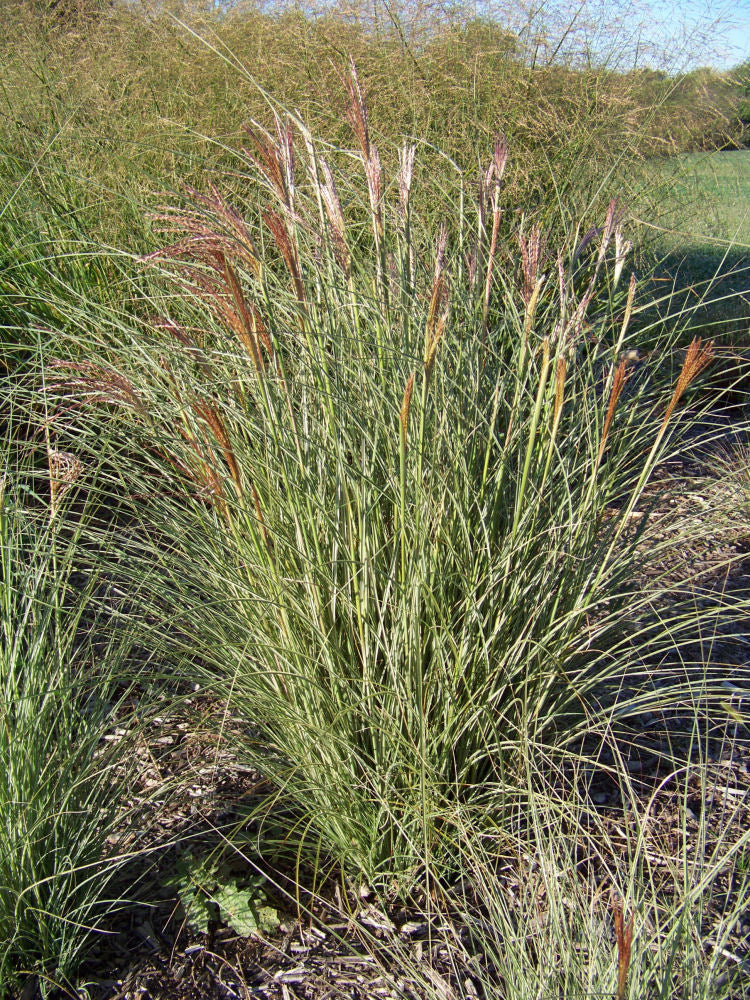 GRASS - M. S. &