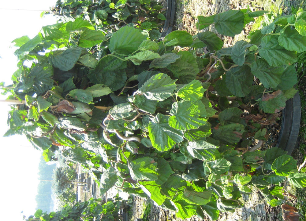 CORYLUS AV. &