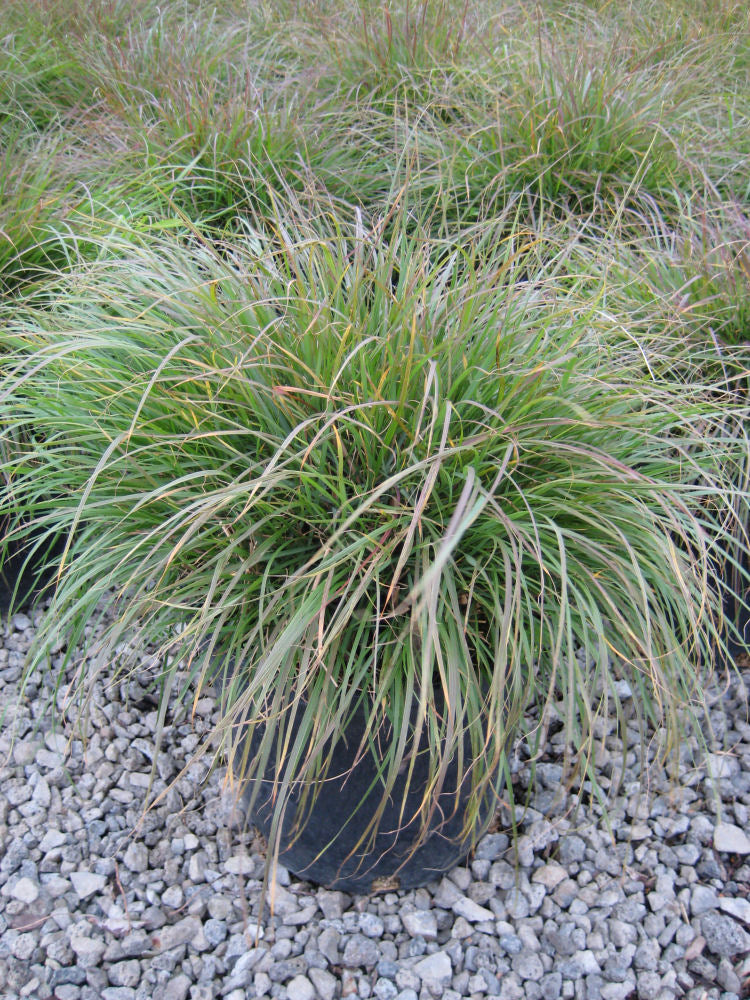 GRASS - PE. AL. &