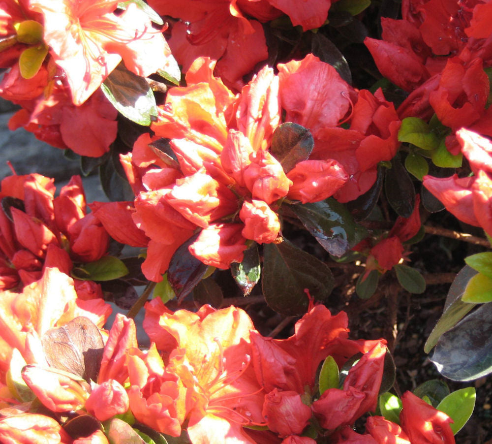 AZALEA GIRARDS CRIMSON 19CM