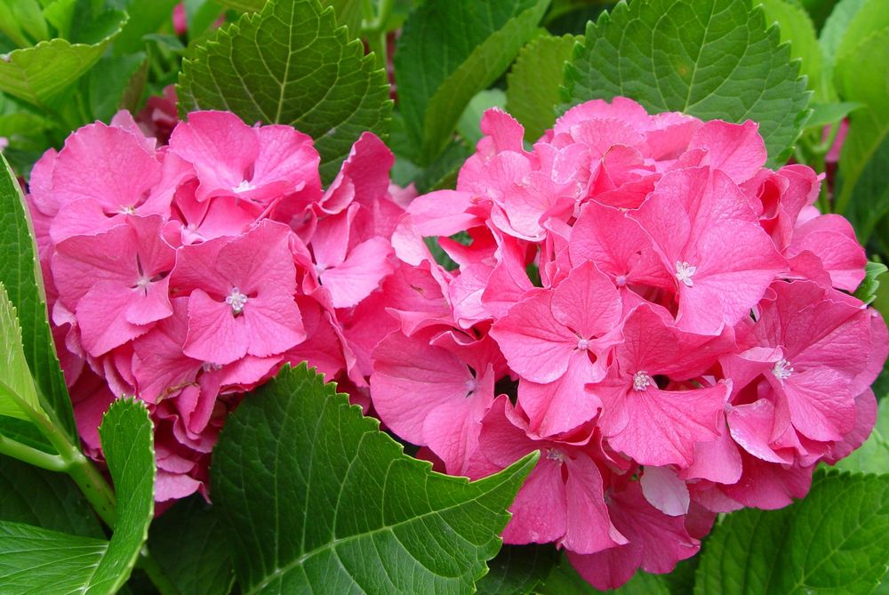 HYDRANGEA M. &