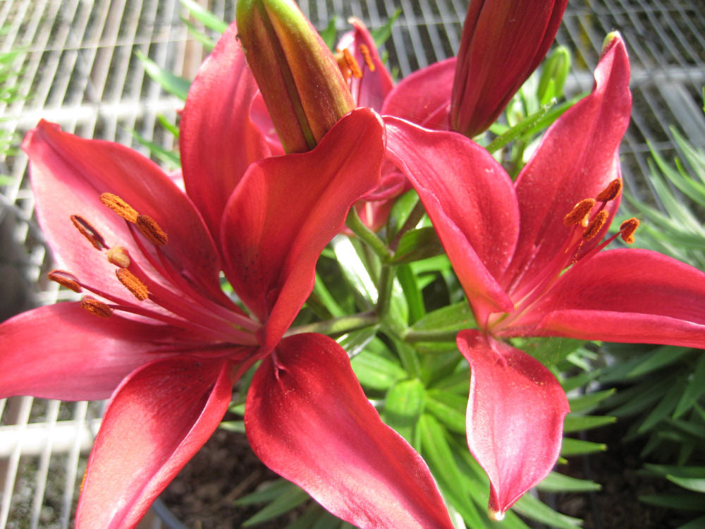 LILIUM ASIATIC &