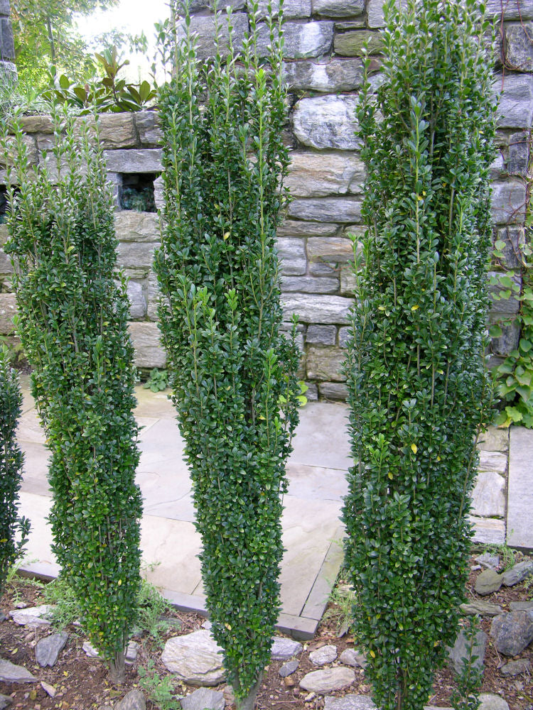 ILEX CRENATA &