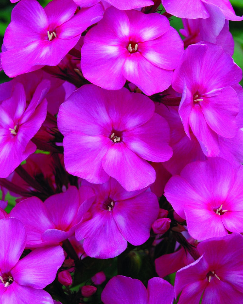 PHLOX PAN. &