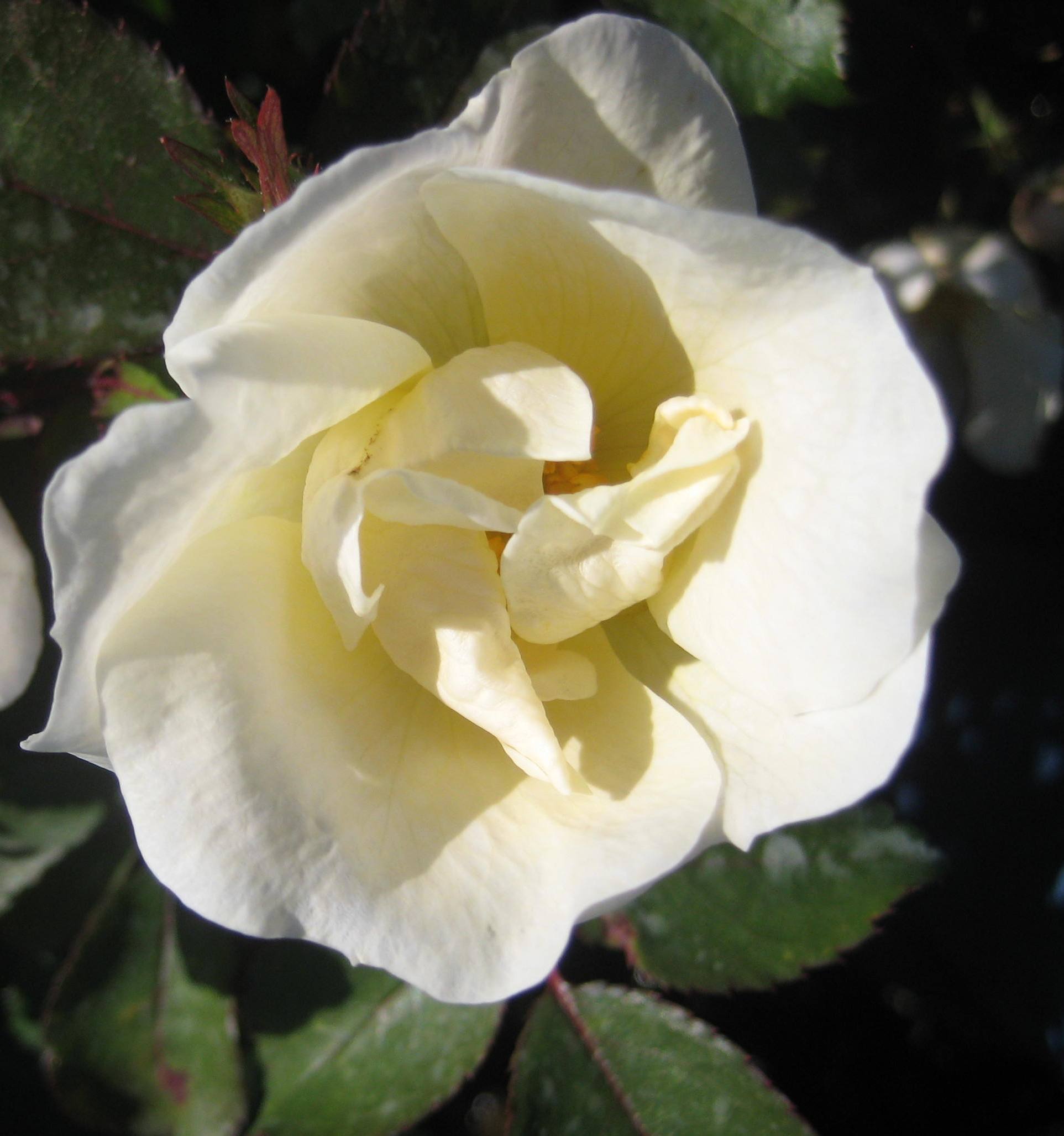 ROSE K.O. &