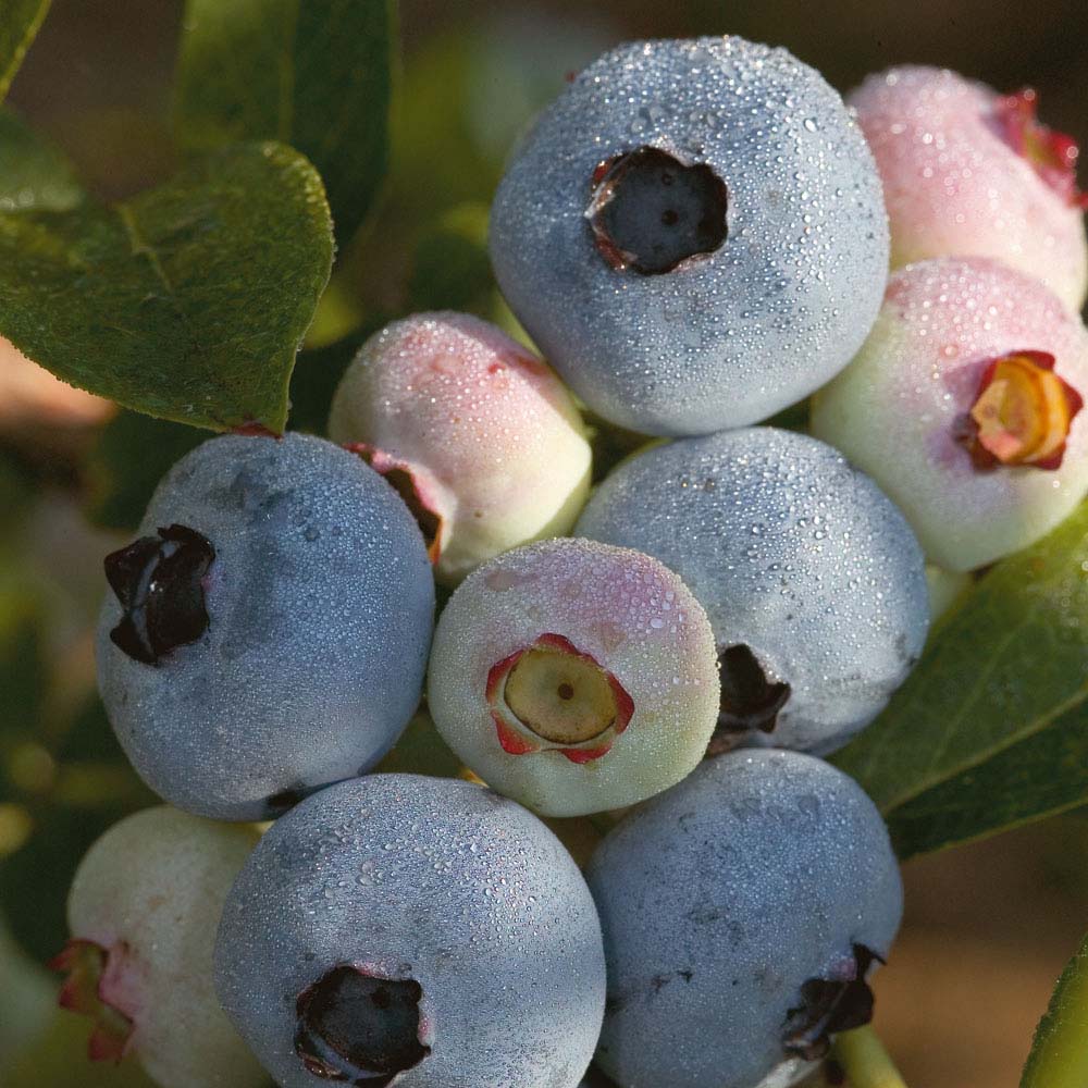 VACCINIUM &