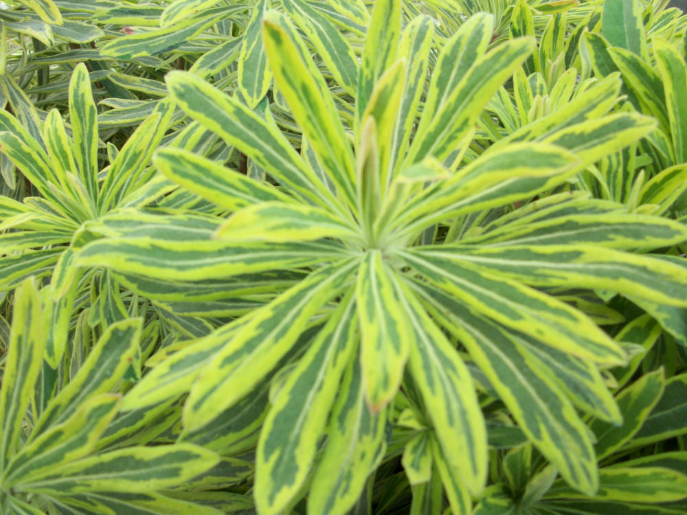 EUPHORBIA M. &