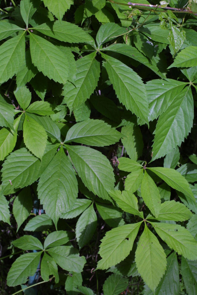 Virginia Creeper Vine