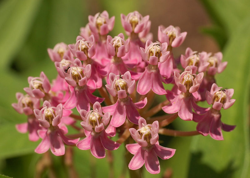ASCLEPIAS INCARNATA G2 AB