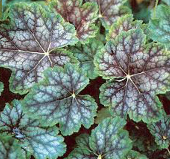 HEUCHERA A. DALES STRAIN 19CM/G1 AB