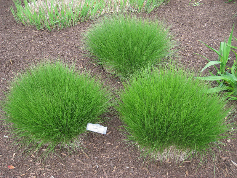 GRASS - SPOR. HETEROLEPIS G2 AB