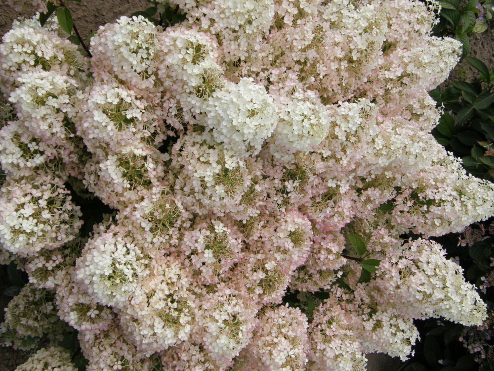 HYDRANGEA P &