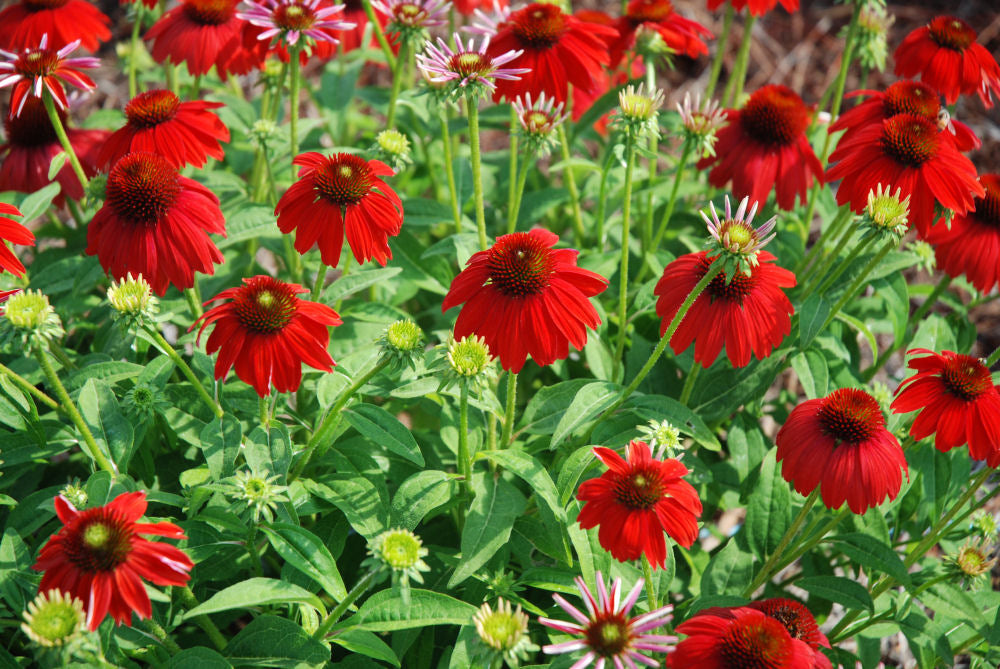 ECHINACEA &