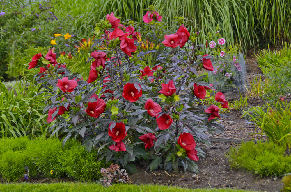 HIBISCUS X MOS. &