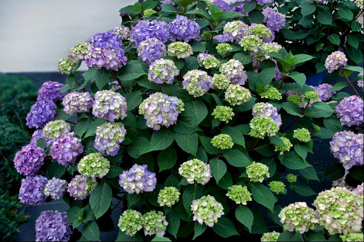 HYDRANGEA M. &