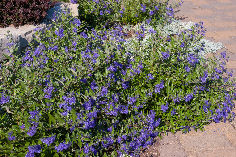 CARYOPTERIS X C. &