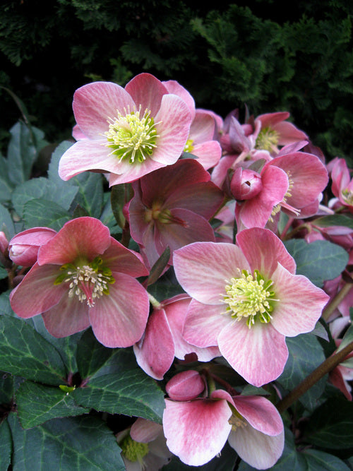 HELLEBORUS &