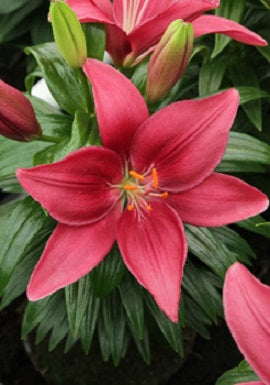 LILIUM ASIATIC &