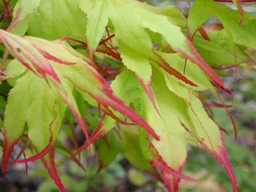 Japanese Maple &