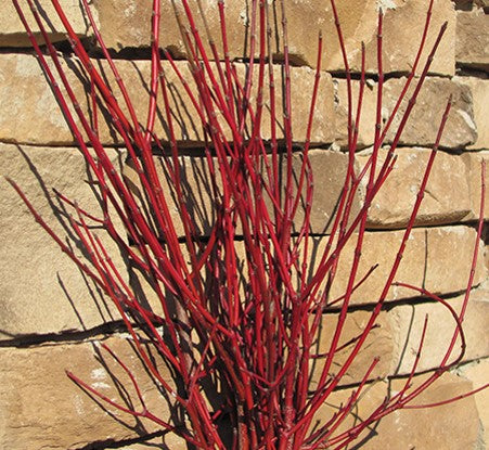 CORNUS A. &