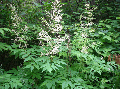 ARUNCUS DIOICUS G1 AB
