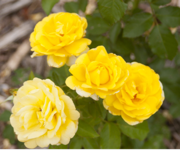 ROSE E.E. &