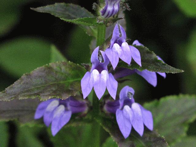 Blue Cardinal Flower (Lobelia)