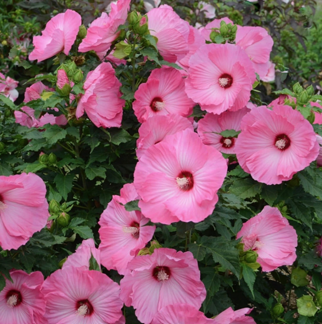 Airbrush Effect Rose Mallow (HIBISCUS AIRBRUSH EFFECT) - 2 gallon