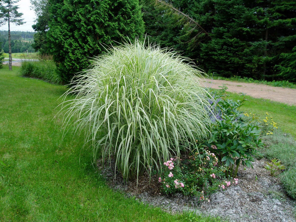 Variegated Maiden Grass (GRASS - M. S. VARIEGATUS) - 2 gallon