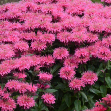 Bee Balm Sugar Buzz Bubblegum Blast