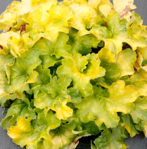 HEUCHERA &